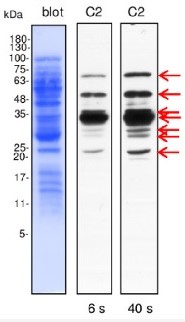 Dehydrin (affinity purified serum) in the group Antibodies for Plant/Algal / Environmental Stress / Drought stress at Agrisera AB (Antibodies for research) (AS07 206A)